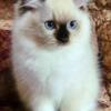 Seal Point Mitted  Ragdoll Kitten Champion Sired Heath Guarantee HCM/PKD1 Negative State of FL Health Cert Supreme Grand