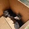 Three possible male kitten free to a good home.