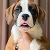 Boxer Puppies
