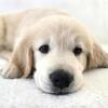 Golden Retriever Puppies - 8 Weeks Old - Family Raised