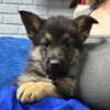 AKC German Shepherd puppies