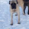 Akc English Mastiff female