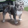 Blue Merle stud fee only/ micro usbr exotic bully