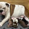 English Bulldog pups