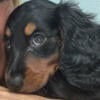 Stunning miniature dachshund puppy, male , 9 weeks old