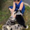 Minnie Herding Guardian Puppies - Aussie Sheltie Collie Cattle Dog - Stay Small - Out of Working Stock