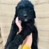 Double doodle puppies For Sale Labradoodle/Goldendoodle