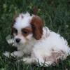 Cavapoo Puppy For Adoption