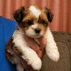 Shih tzu crossed with yorkie puppies