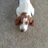Bassett Hound Stud for your female