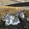American chinchilla cross meat or pet bunnies