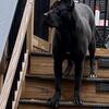 10 month old Female Cane Corso. All Black $1500 
