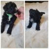 F1b Miniature Schnoodle Puppies