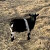 Goats - Nigerian/Pygmy Bucklings for Sale