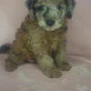 miniature Goldendoodles