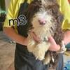 Portuguese water dog reduced price