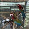Greenwing macaw pair