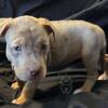 Lilac Tri Merle Female XL Bully ABKC