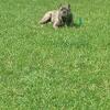 Rehoming cane corso