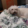 Beautiful female Bichon friendly come with cage.