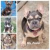 Lilac and Tan (TESTABLE CARRIER) Female frenchie