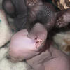 Sphynx kittens