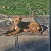 Pit mix female