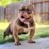 Chocolate tri male American bully available