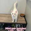 Domestic short hair kitten