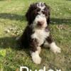 Bernedoodle Puppies - Medium F2b