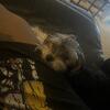 Puppy for sale