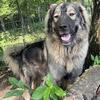 Sarplaninac puppies