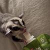 2 sugar gliders