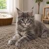 MAINE COON KITTYS available