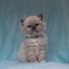 Snapdragon - Blue Mitted Ragdoll Kitten