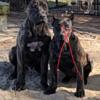 PERRO DE PRESA CANARIO PUPS READY TO GO