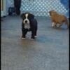 American bully puppies