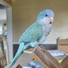 quaker blue/teal
