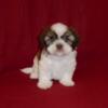 AKC Shih Tzu Puppy (Max)