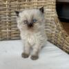 CFA Registered (Seal Point) Himalayan Kittens