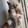Mink ragdoll babies