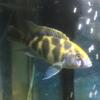 Venustus/gariffe cichlid fish for sale