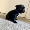 AKC French Bulldog Puppies – Ready Soon | Boys & Girls Available
