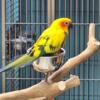 Sun Conures High Yellow