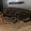 3 Year Old Female Ball Python