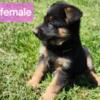 German shepherd puppies READY NOW for sale OR trade only 4/7 p REDUCED PRICEups available