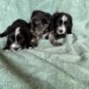 Yorkies puppies all males