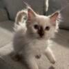 Female Ragdoll Kitten for Sale