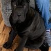 Chinese shar-pei puppy