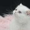 Exotic dollface white female ( ready to go )